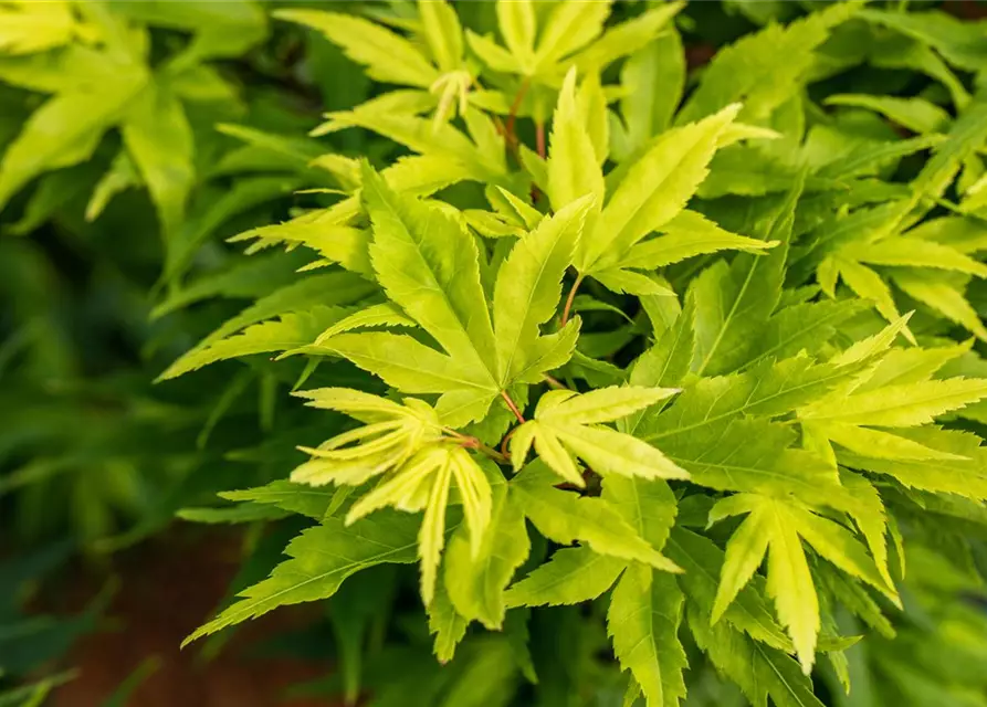 Acer palmatum 'Mikawa Yatsubusa'