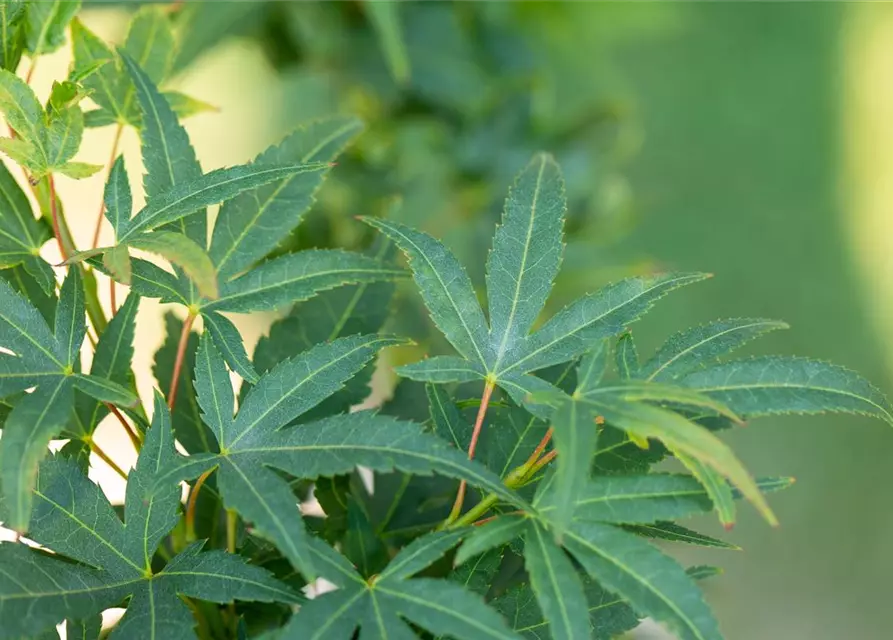 Acer palmatum 'Mikawa Yatsubusa'