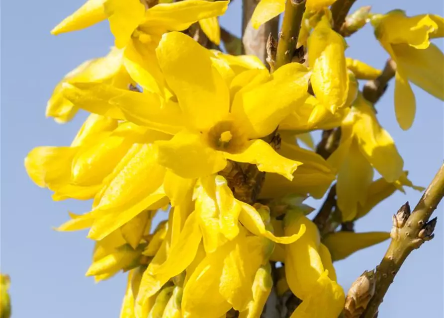 Forsythia intermedia 'Week End'®