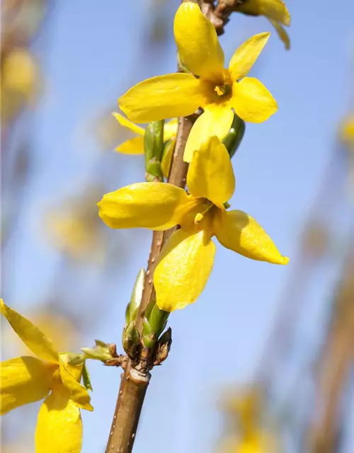 Forsythia intermedia 'Week End'®