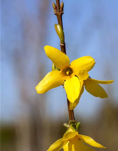 Forsythia intermedia 'Week End'®