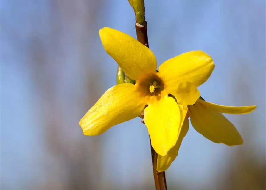 Forsythia intermedia 'Week End'®