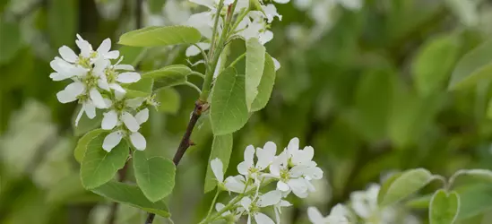 Felsenbirne 'Honeywood'