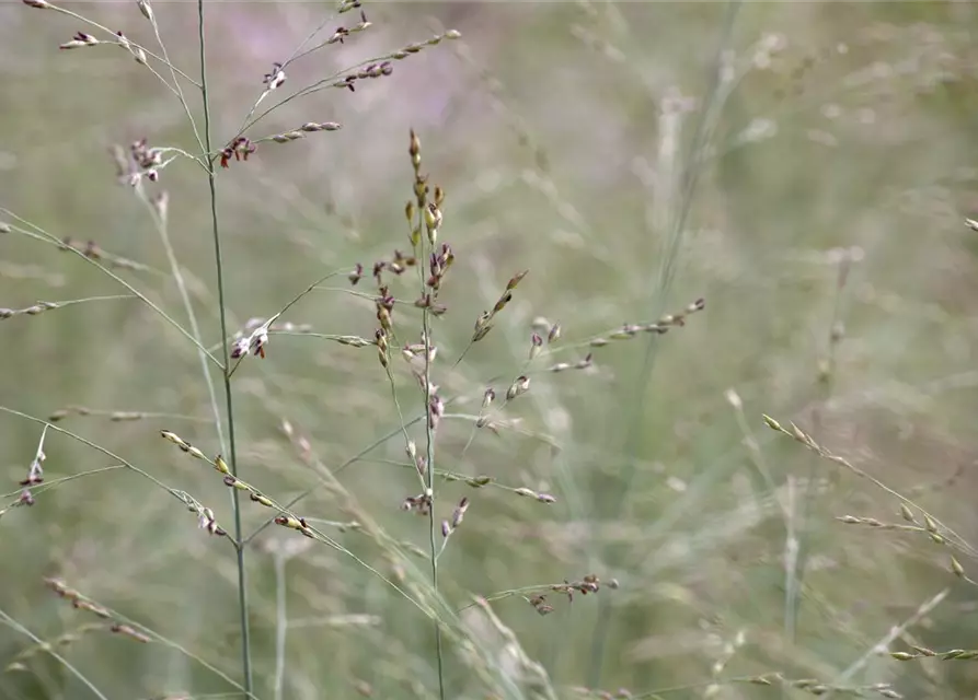 Garten-Ruten-Hirse 'Prairie Sky'