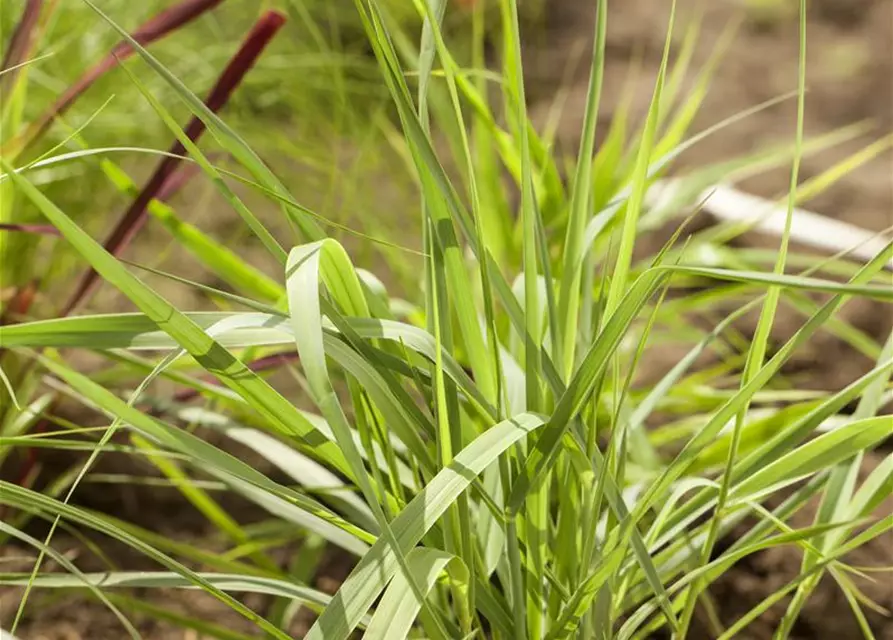 Garten-Ruten-Hirse 'Prairie Sky'