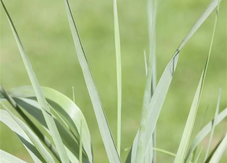 Garten-Ruten-Hirse 'Prairie Sky'