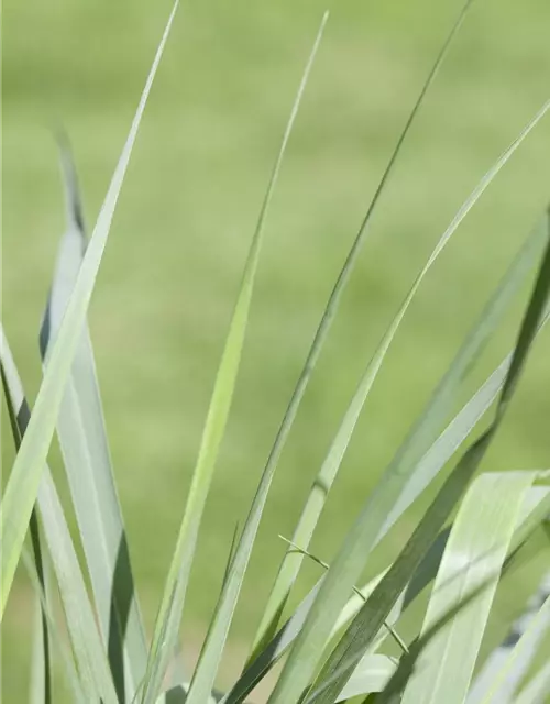 Garten-Ruten-Hirse 'Prairie Sky'