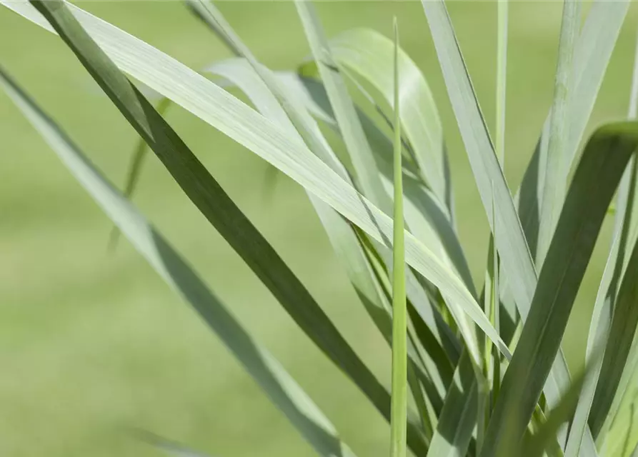 Garten-Ruten-Hirse 'Prairie Sky'