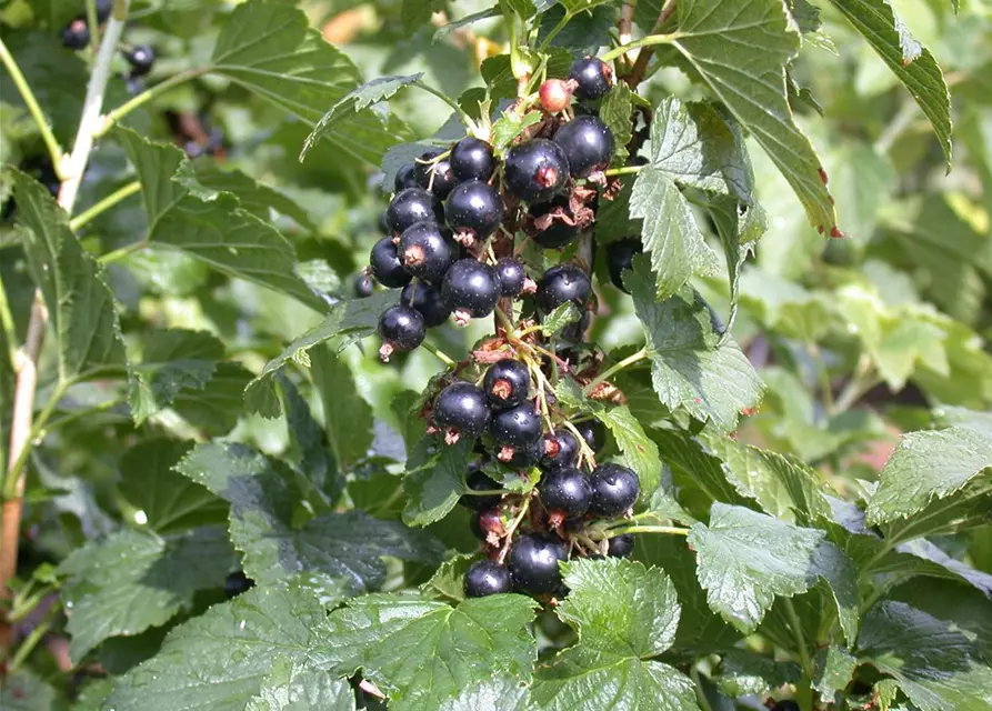 Johannisbeere Polar Fruits® 'Black Currant Berry'