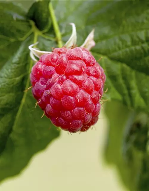 Rubus idaeus 'Tulameen'(S) CAC