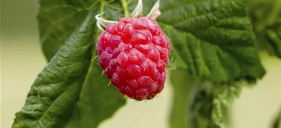 Rubus idaeus 'Preussen'