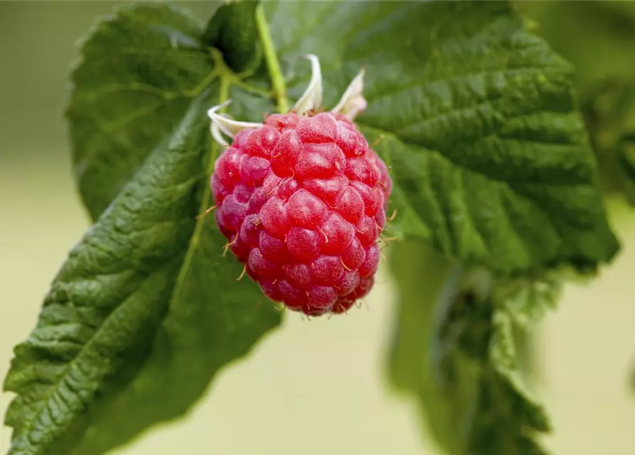 Rubus idaeus 'Tulameen'(S) CAC