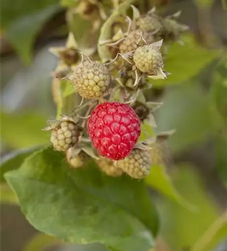 Himbeere Polar Fruits® 'Raspberry'