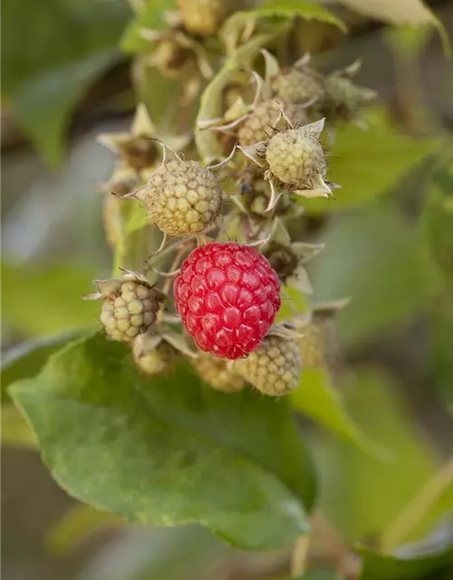 Himbeere Polar Fruits® 'Raspberry'