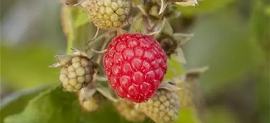 Himbeere Polar Fruits® 'Raspberry'