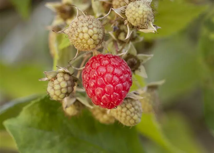 Himbeere Polar Fruits® 'Raspberry'