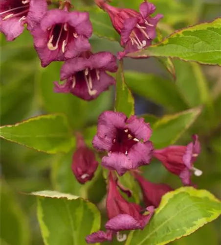 Rosa Weigelie 'Brigela'®