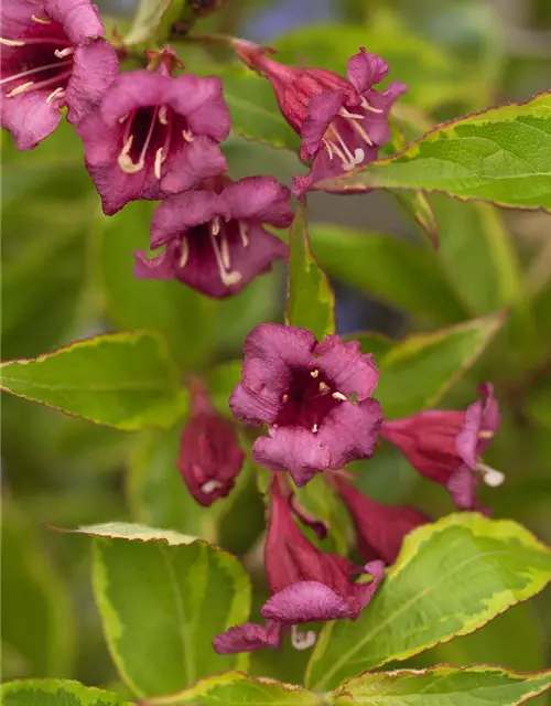 Rosa Weigelie 'Brigela'®