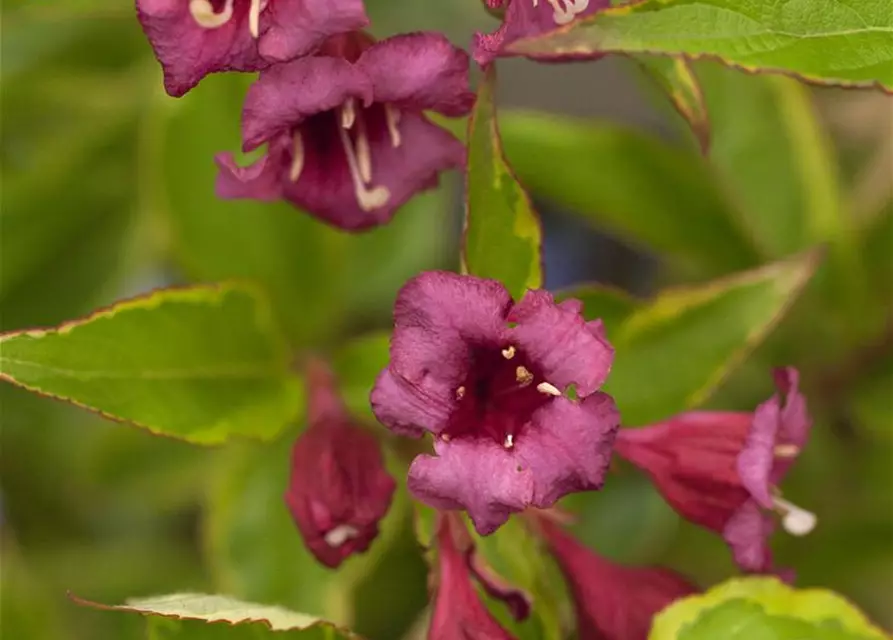 Rosa Weigelie 'Brigela'®