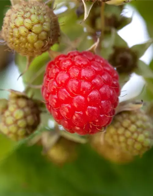 Rubus idaeus 'Willamette'