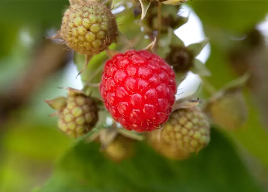 Rubus idaeus 'Willamette'