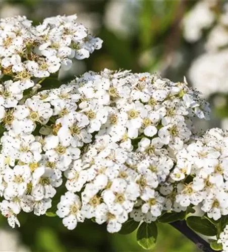 Spiraea nipponica 'Snowmound'