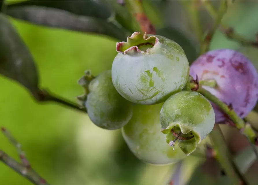 Heidelbeere 'Bluegold'