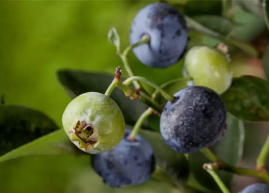 Heidelbeere 'Bluegold'