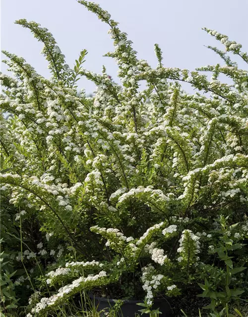 Spiraea nipponica 'Snowmound'