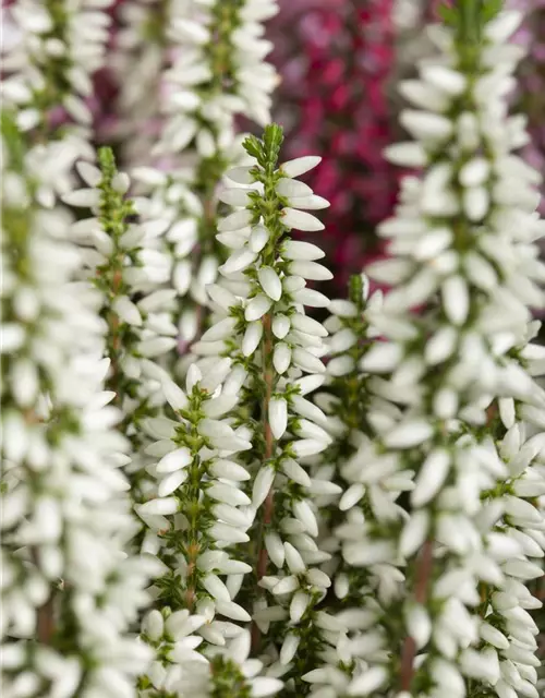 Calluna 'Beauty Ladies'®