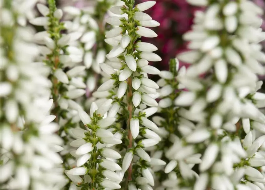 Calluna 'Beauty Ladies'®