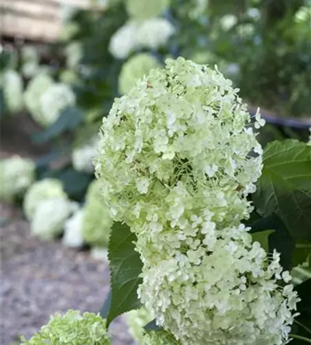 Hydrangea arborescens 'Annabelle'