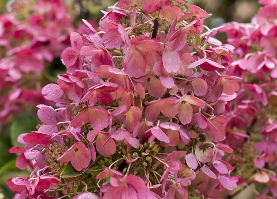 Rispenhortensie 'Diamant Rouge'®