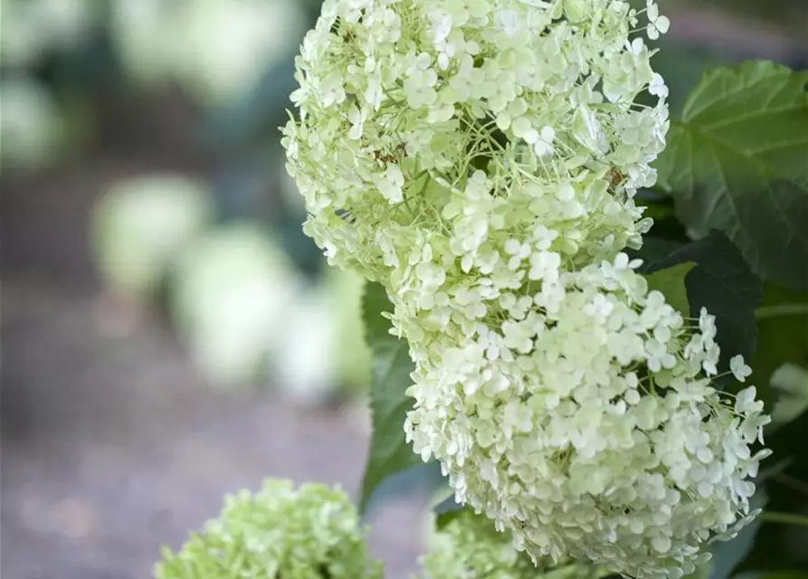 Hydrangea arborescens 'Annabelle'