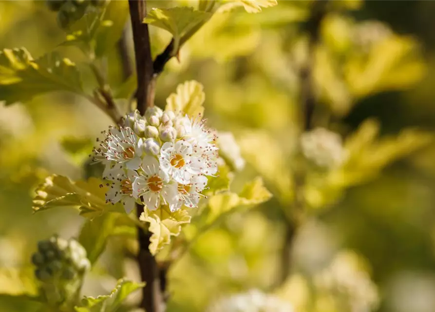 Physocarpus opulifolius 'Dart's Gold'