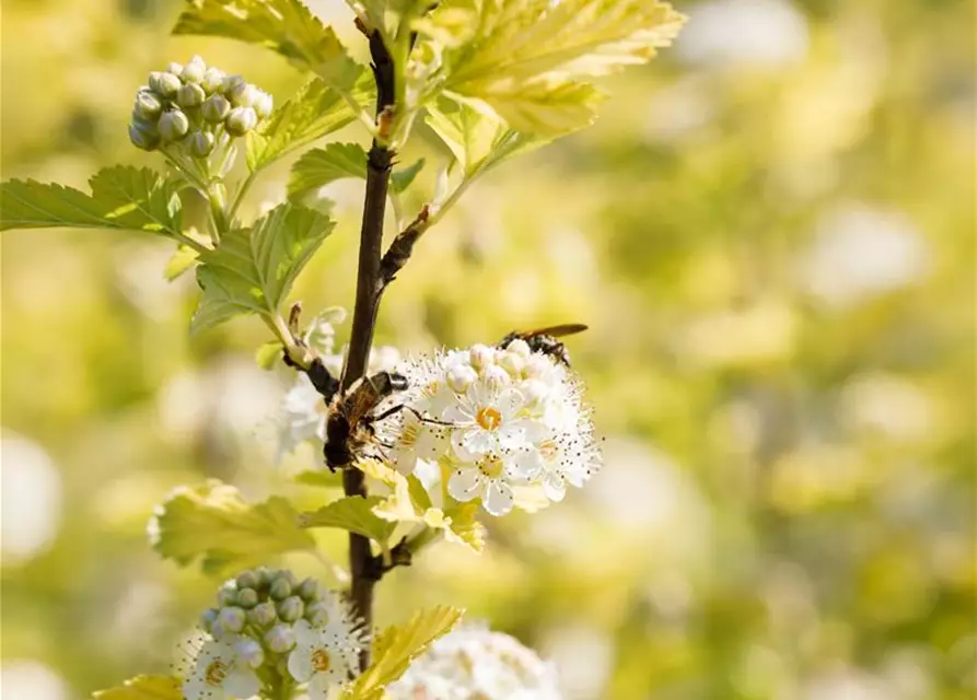 Physocarpus opulifolius 'Dart's Gold'