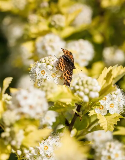 Physocarpus opulifolius 'Dart's Gold'