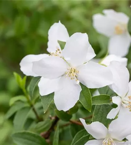 Gartenjasmin 'Dame Blanche'