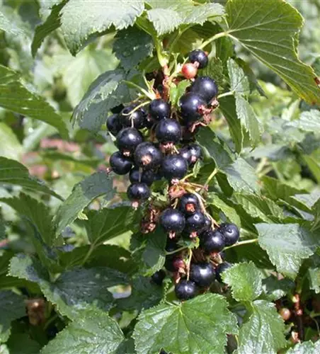 Ribes nigrum 'Silvergieters Schwarze' CAC