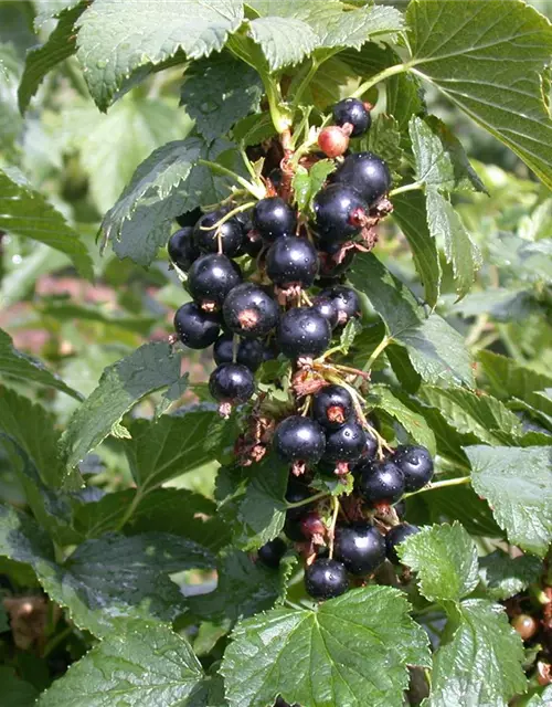 Ribes nigrum 'Silvergieters Schwarze' CAC