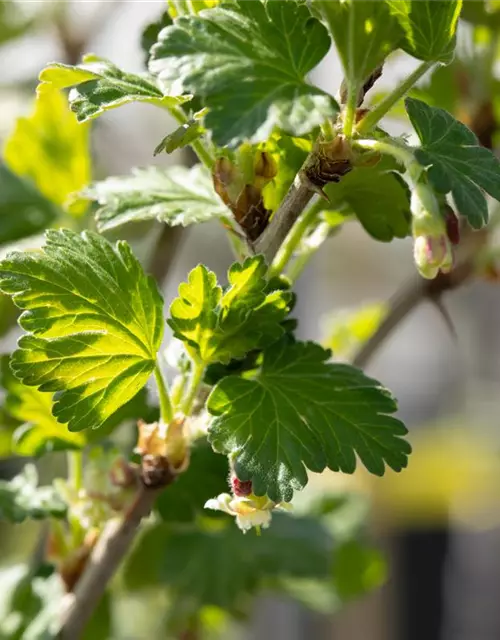 Stachelbeere Polar Fruits® 'Red Goose Berry'