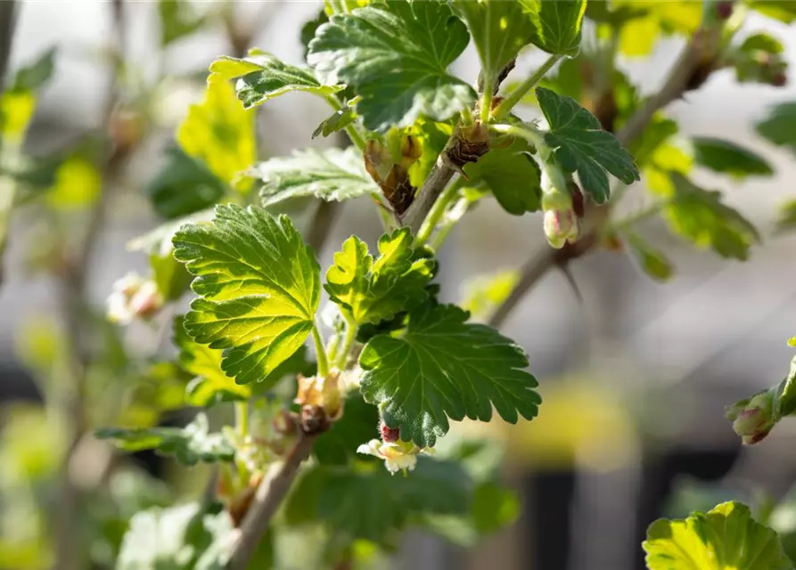 Stachelbeere Polar Fruits® 'Red Goose Berry'