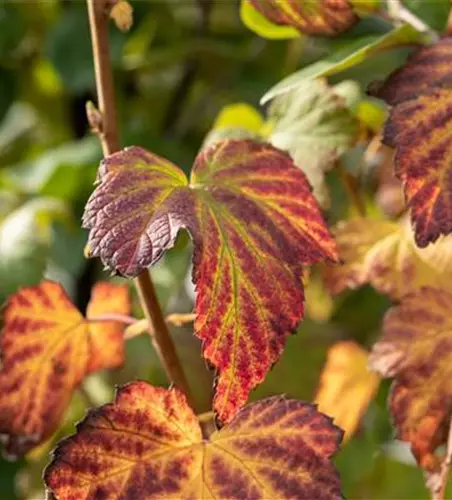 Ribes nigrum 'Titania'(S) CAC