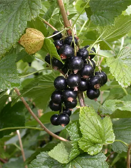 Ribes nigrum 'Titania'(S) CAC