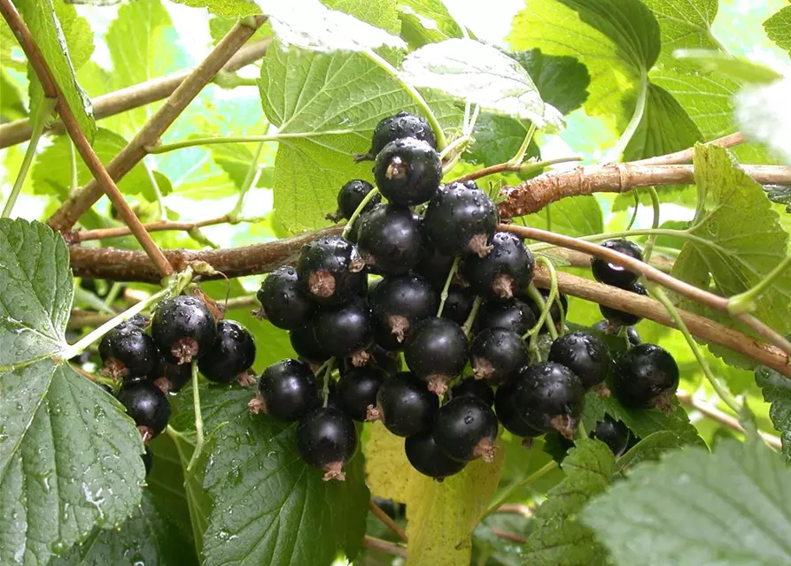 Ribes nigrum 'Titania'(S) CAC