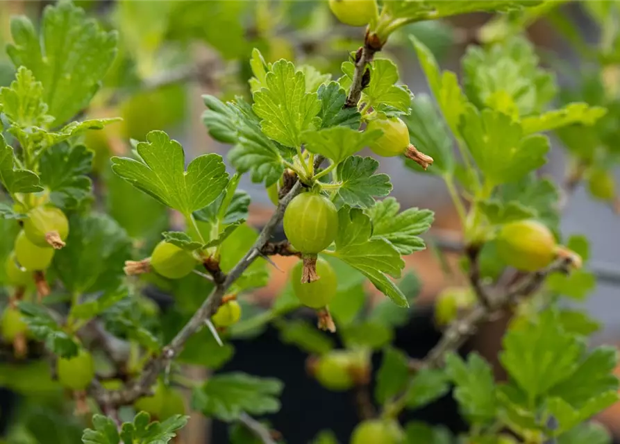 Stachelbeere Polar Fruits® 'Red Goose Berry'