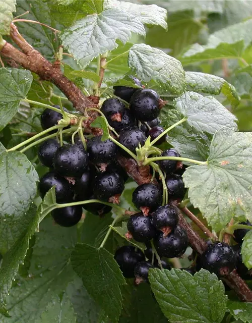 Ribes nigrum 'Titania'(S) CAC