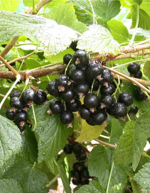 Ribes nigrum 'Titania'(S) CAC