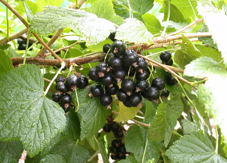 Ribes nigrum 'Titania'(S) CAC