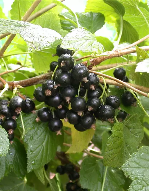 Ribes nigrum 'Titania'(S) CAC